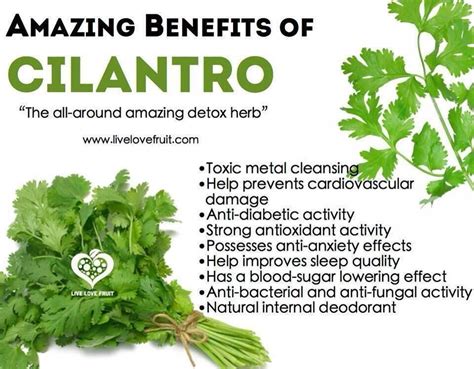 9 Incredible Health Benefits Of Cilantro The Amazing Detox Herb