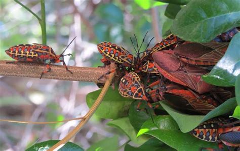 Giant Mesquite Bugs From Mexico Whats That Bug