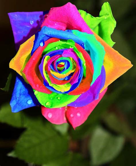 A Multicolored Rose With Water Droplets On It