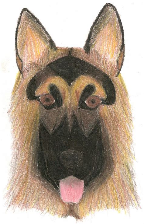 German Shepherd Dog By Wildhusky318 On Deviantart