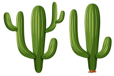 Cactus Plants In Two Shapes 605415 Vector Art At Vecteezy