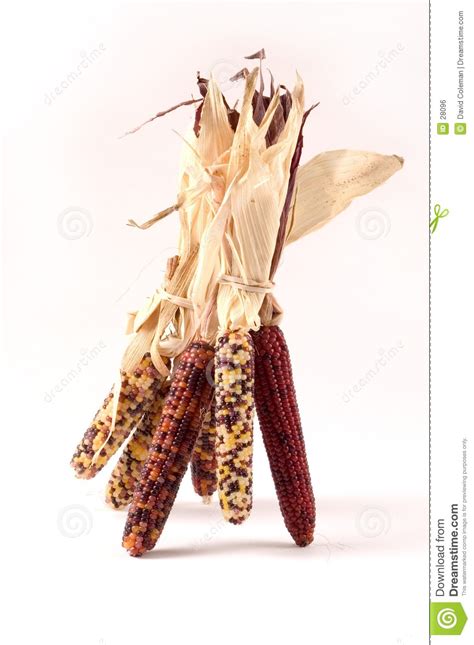 Shop the top 25 most popular 1 at the best prices! Indian Corn stock photo. Image of holiday, decoration ...