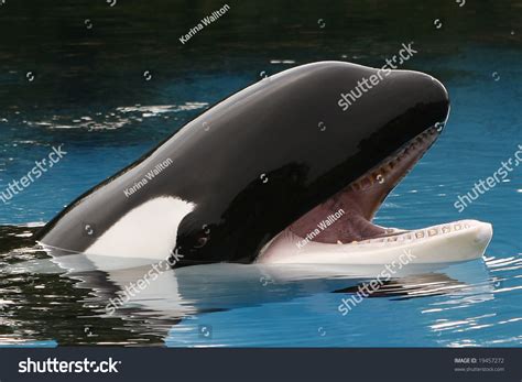 213 Orca Eye Images Stock Photos And Vectors Shutterstock