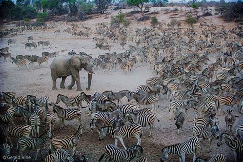 Botswanas Zebra Migrations Africa Geographic