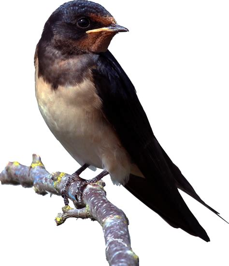 Swallow Png