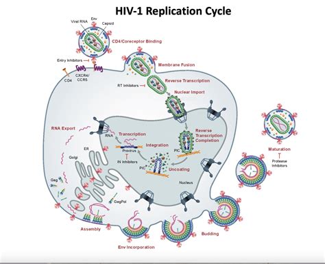 Hiv Therapeutic Targets Basic Virology To The Discovery Of