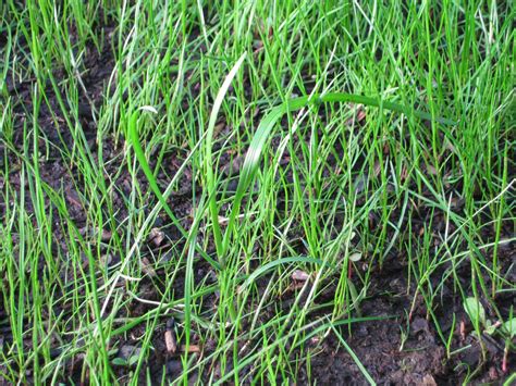 This episode of all things wetland plants describes the main morphologic features used to identify common grasses while following a simple identification. identification - Please ID weed/grass - Gardening ...