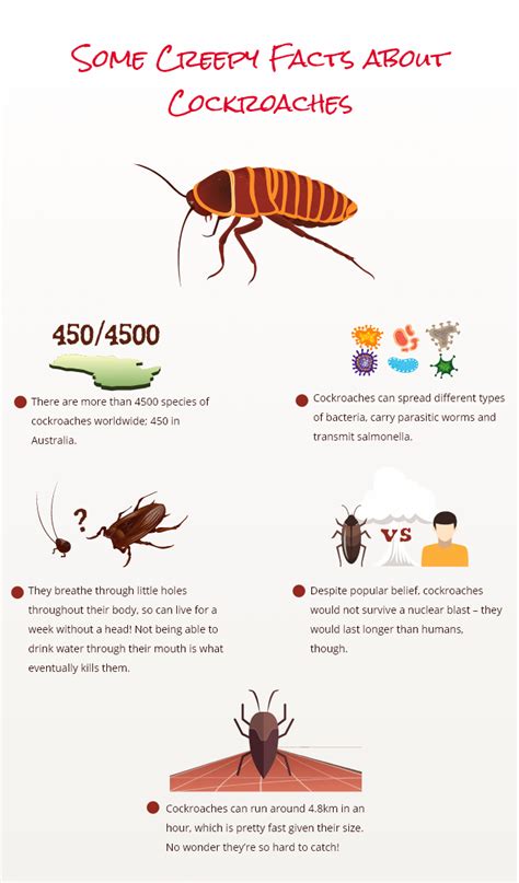 How To Kill House Cockroaches Pest Phobia
