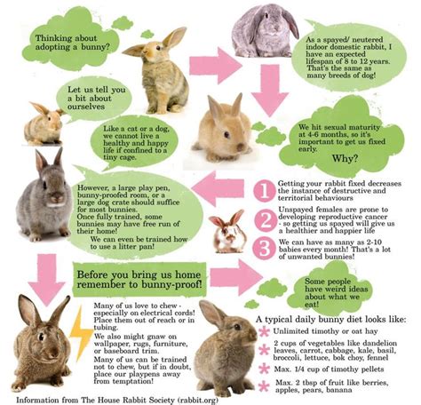 Domestic Rabbit Infographic Information From The House