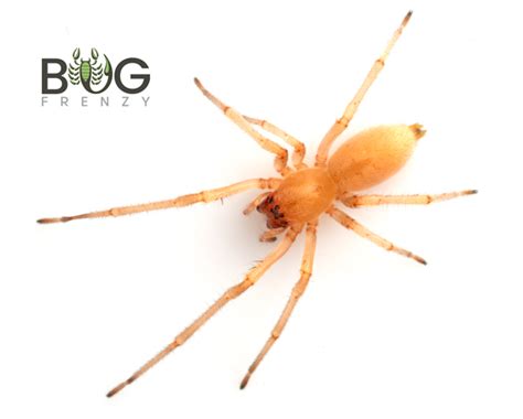 Long Legged Sac Spider Cheiracanthium Sp 2 Good Beginner Spider