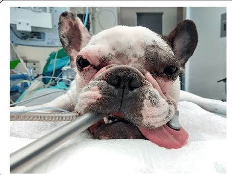 A One Year Old Male French Bulldog After Surgical Correction Of The