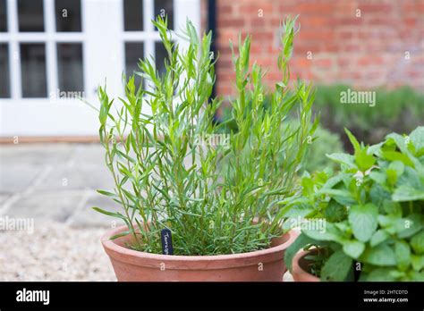 French Tarragon Plant Herbs Growing In Pots In A Traditional English