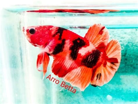 Candy koi betta fish for sale - Betta fish for sale