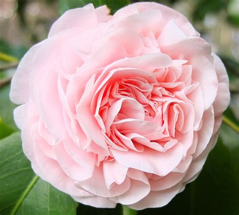 Get the album now here! Baby Pink Camellia