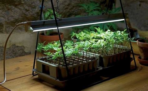Led Grow Lights The Nasas Technology For Indoor Gardens