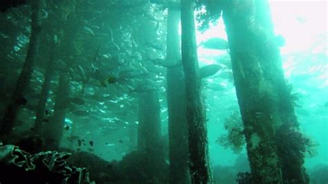 Plans To Clear Cut The Largest Underwater Forest Spur Fear Relief