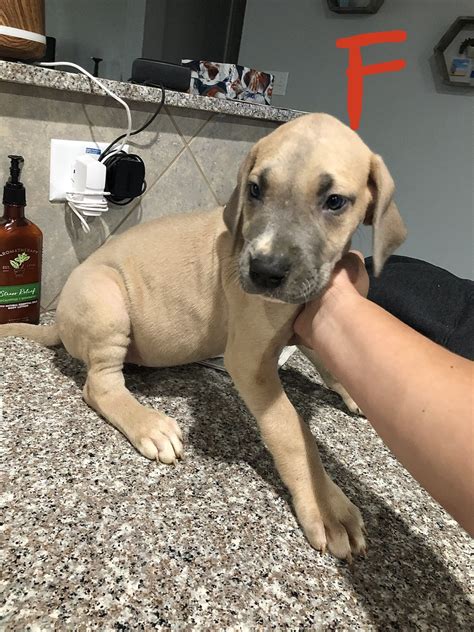 Great Dane Puppies For Sale League City Tx 320749