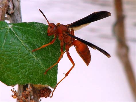 Red Paper Wasp Polistes Carolina At St Marys Colony T Flickr
