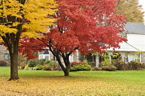 6 Autumn Landscaping And Gardening Tips For Melbourne Backyards