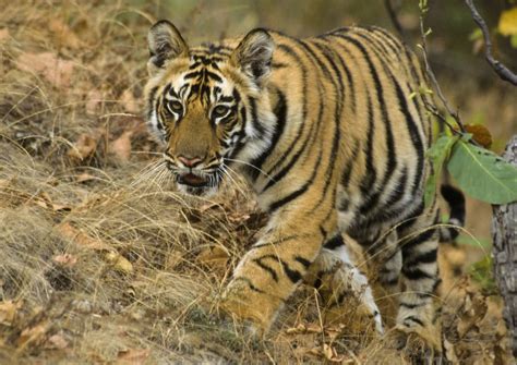 Young Tiger Bandhavgarh India