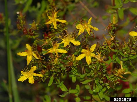 Pin On Common Invasive Plants Of Indiana