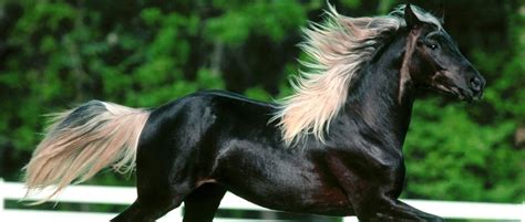 Cavalo árabe Características Da Raça Mais Amada Blog Rodeo West