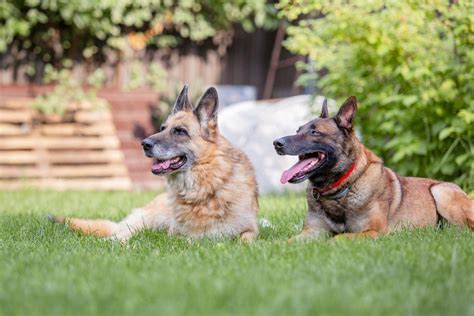 German Shepherd Belgian Malinois Mix 2024 Hybrid Cross Breed Puppy