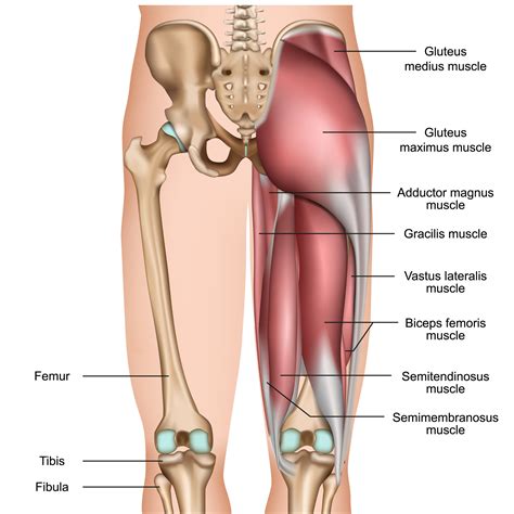 Hamstring Injury Recovery Anatomy And Runners Risks Revive Sport