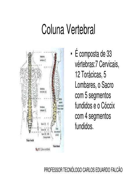 Coluna Vertebralpdf Coluna Vertebral Vértebra