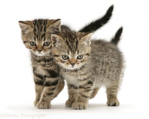 British Shorthair Brown Tabby Kittens Photo Wp10119