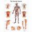 Anatomical Charts And Posters  Anatomy Vascular System Paper