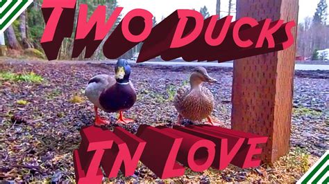 Two Ducks In Love Youtube