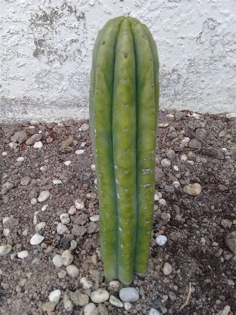 This san pedro cactus is fresh and imported from peru, we do not have thorns or core in the final product. Finally starting a cactus garden... ID please.. - The ...