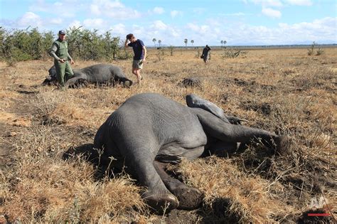 500 Elephants Relocated In Malawi — Ap Photos