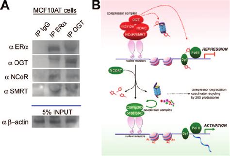 Ogt Associates With Ncor And Smrt Nuclear Corepressor Proteins To