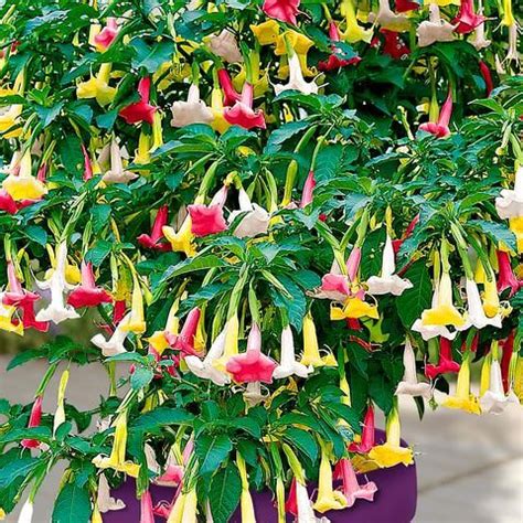 Buy A Container Plant Now Brugmansia Tricolor Bakker Com In 2020