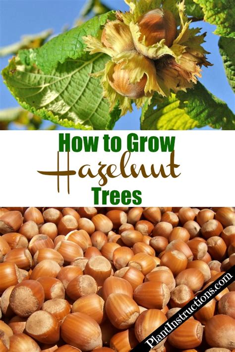 How To Grow Hazelnut Trees Plant Instructions