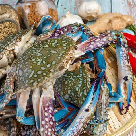 Sand Crabs Raw Fresh Capalaba Aussie Seafood House