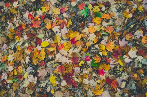 Free Images Texture Leaf Fall Flower Pattern Color Autumn