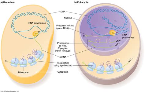 transcription in prokaryotes vs eukaryotes