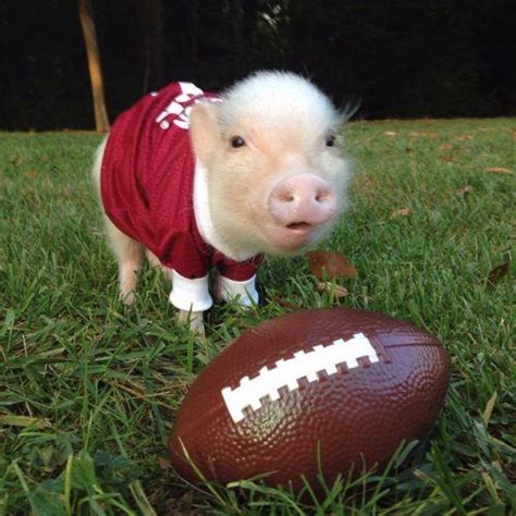 Animals Playing Football Is What You Need To See Before Super Bowl Sunday