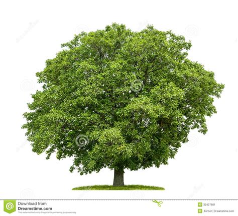 An Isolated Walnut Tree Stock Image - Image: 32427681