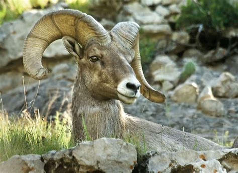 Bighorn Sheep Hike At Wildcat Hills Visit Gering