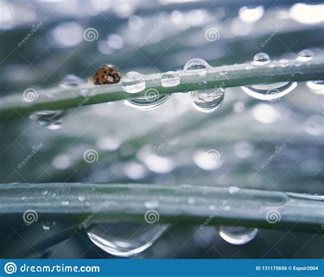 Ladybug On Fresh Grass Covered With Dew Drops Stock Photo Image Of