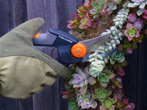 How to Prune Succulents - World of Succulents