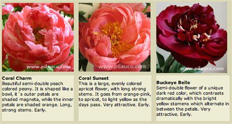 They tend to bloom earlier and with larger flowers than the bush peony. A peony guide | Flirty Fleurs The Florist Blog ...