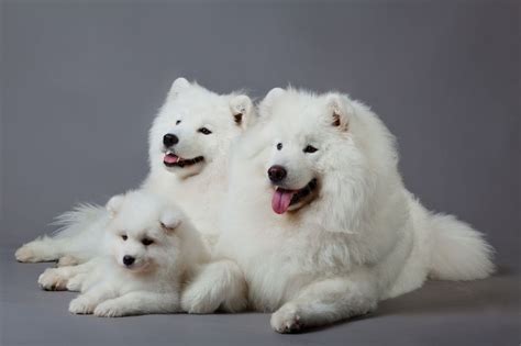 Samoyed Dog Breed Information And Pictures Petguide Samoyed Dogs