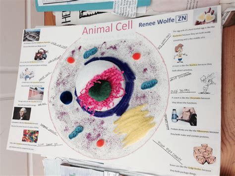 Maybe you would like to learn more about one of these? 1000+ images about Animal cell projects on Pinterest