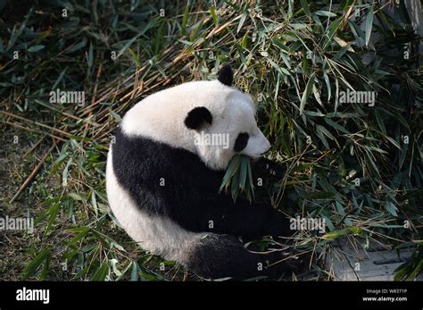 One Of The Giant Panda Twins Mei Lun And Mei Huan Eats Bamboo During