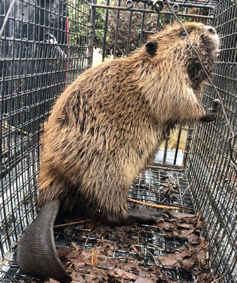 Beaver Trapping Beaver Control Highly Effective